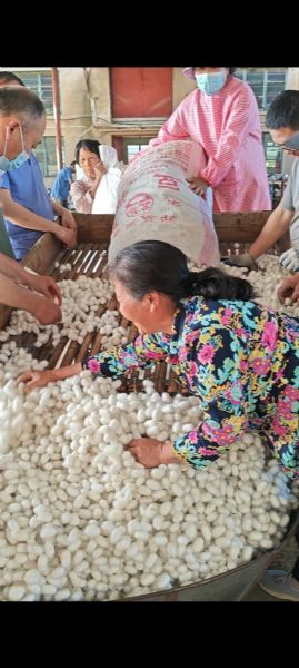 2025年春季蠶繭豐收